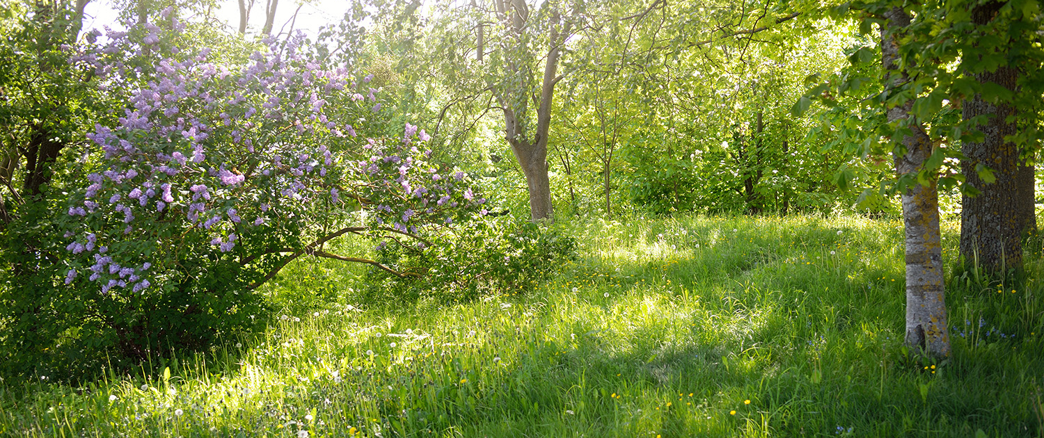 kompetenz in gruen alter garten