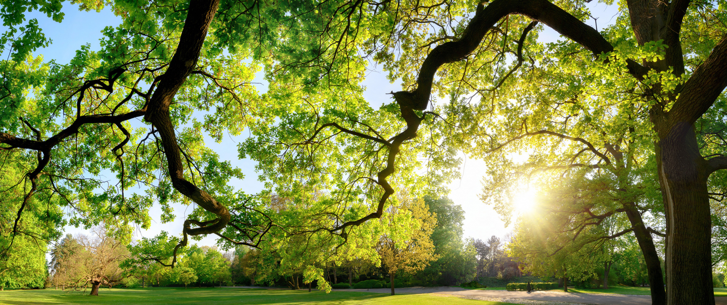 ich plane ihr grünes paradies