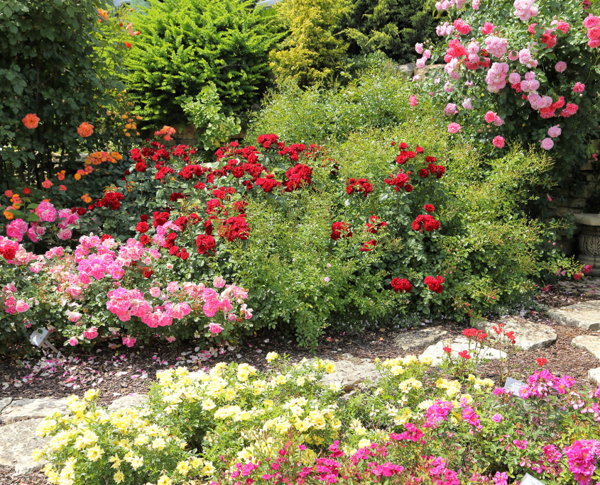 kompetenz in gruen der rosengarten